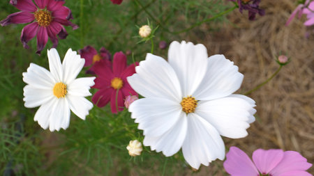 Top view cosmos flowers blooming in the garden, white and pink flowersの写真素材