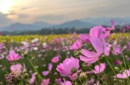 Multicolored cosmos flowers blooming in the meadow at sunset (Selective focus)の写真素材