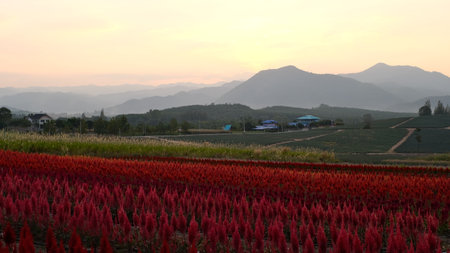 Colorful celosia or cockscombs flower field with mountain at sunset background.の写真素材