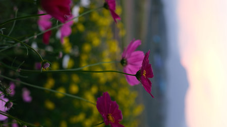 Cosmos flowers blooming in the garden with blurred background and bokeh.の写真素材