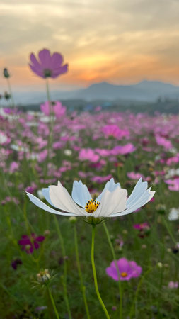 Cosmos flowers in the garden with beautiful sky and mountain background.の写真素材