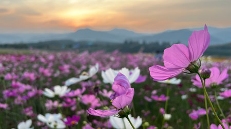 Cosmos flower in the garden with sunset background, soft focus.の写真素材