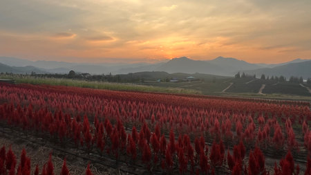 cockscomb flower in the field at sunset, china.の写真素材