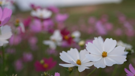 Cosmos flowers blooming in the garden, selective focus and blurred background.の写真素材