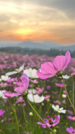 Beautiful cosmos flowers in the meadow and mountain background at sunset.の写真素材