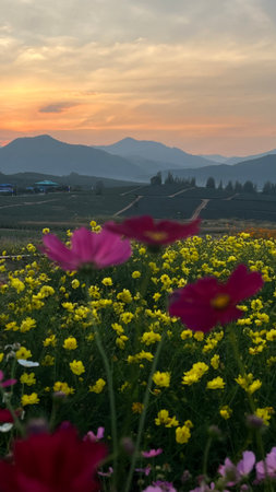 Beautiful cosmos flowers in the meadow and mountain background at sunset.の写真素材