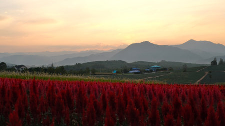 Celosia argentea flower in the field with mountain backgroundの写真素材