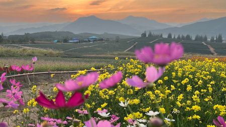 Multicolored cosmos flowers blooming in the meadow at sunset (Selective focus)の写真素材