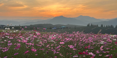 Multicolored cosmos flowers blooming in the meadow at sunset (Selective focus)の写真素材
