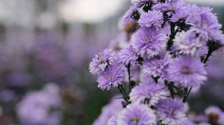 purple chrysanthemums flowers in the garden with blur background, shallow depth of field, selective focusの写真素材