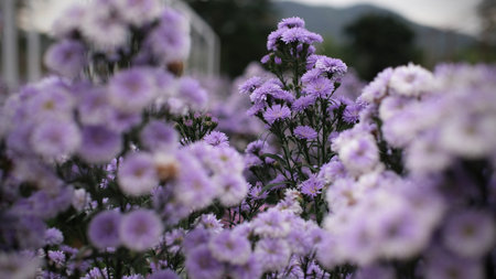 purple chrysanthemums flowers in the garden with blur background, shallow depth of field, selective focusの写真素材