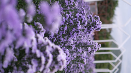 purple chrysanthemums flowers in the garden with blur background, shallow depth of field, selective focusの写真素材