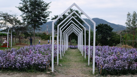 Beautiful purple chrysanthemums flowers field with white arch and mountain in background.の写真素材