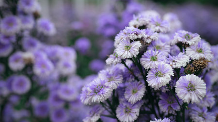 purple chrysanthemum flowers in the garden. soft focus, selective focusの写真素材