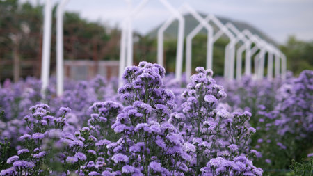 purple chrysanthemum flower in garden , selective focusの写真素材