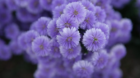 Purple chrysanthemum flowers in the garden, stock photo ,selective focusの写真素材