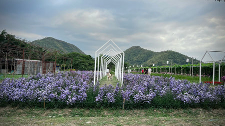 Beautiful purple chrysanthemums flowers field with white arch and mountain in background.の写真素材