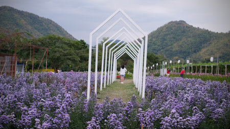 Beautiful purple chrysanthemums flowers field with white arch and mountain in background.の写真素材