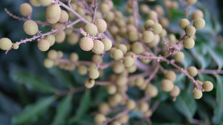 Selective focus longan fruit on tree, Tropical fruit concept.の写真素材