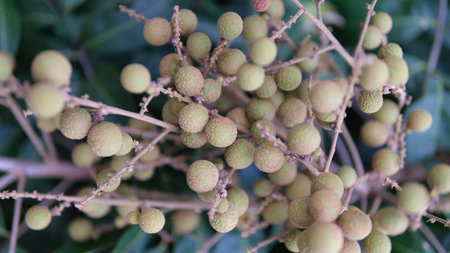 Selective focus longan fruit on tree, Tropical fruit concept.の写真素材