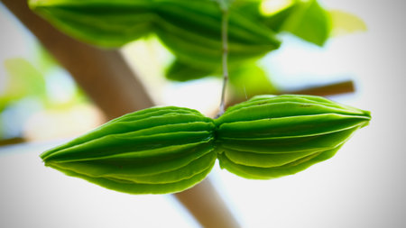 Close up  fresh Thai licorice vine  on a tree Selective focus.