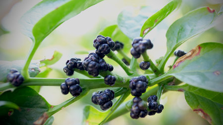 Black berries on the branch of a coffee tree in the garden.の写真素材