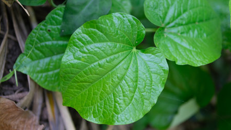 Wildbetal leafbush or Piper Sarmentosumin the garden, green leaf nature background.の写真素材