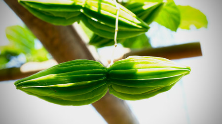 Close up  fresh Thai licorice vine  on a tree Selective focus.の写真素材