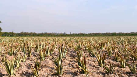 Pineapple plantation in the countryside of Thailand, South East Asiaの写真素材