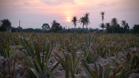 Pineapple plantation at sunset in the countryside of Thailandの写真素材