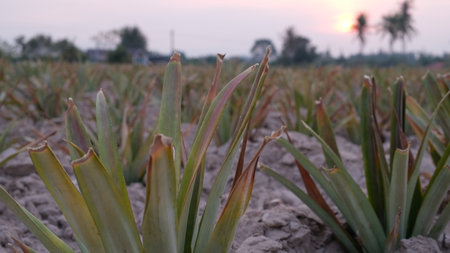 Rows of young pineapple in the field at sunset, stock photoの写真素材