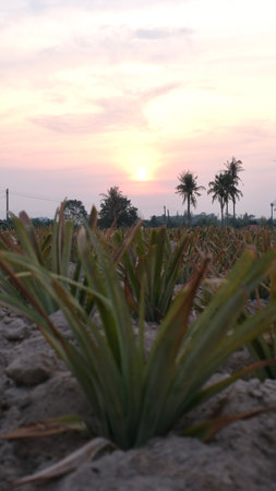 Pineapple plantation at sunset in the countryside of Thailandの写真素材