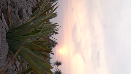 Pineapple plantation at sunset in the countryside of Thailandの写真素材
