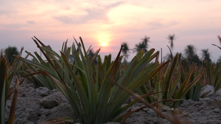 Pineapple plantation at sunset in the countryside of Thailandの写真素材