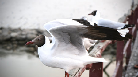 Seagulls on the pier, close up, selective focus