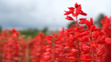 Red salvia, also known as Scarlet Sage or Salvia splendens blooming in the garden, Shallow depth of field.の写真素材
