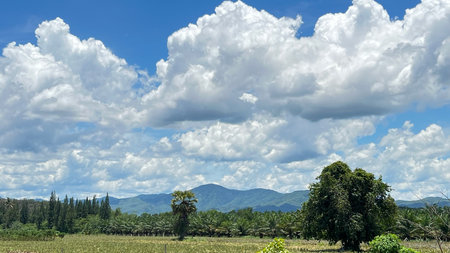 Landscape of rice field and blue sky with cloud in Thailand.の写真素材