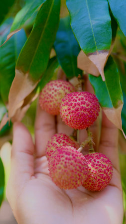 Lychee fruits on the tree in woman hand,の写真素材