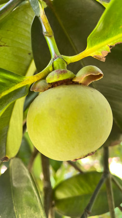 Mangosteen fruit on tree in the garden, Thailand.の写真素材