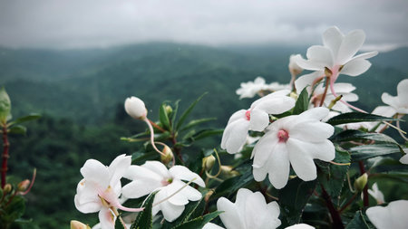 Beautiful white flowers in bloom on the top of  mountainの写真素材