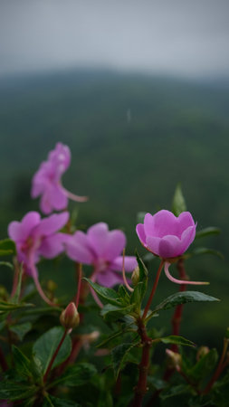 Beautiful pink flowers in bloom on the top of  mountainの写真素材