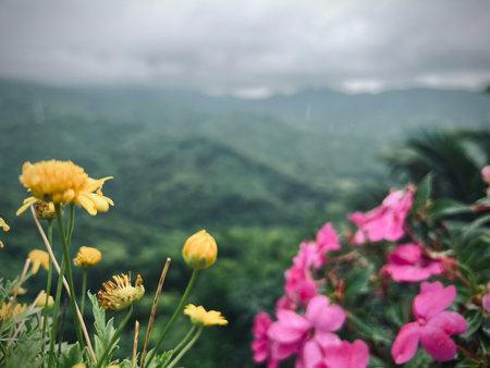 Beautiful flowers in bloom on the top of the mountain in  rainy season.の写真素材