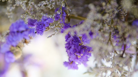 Bouquet of purple lavender flowers with shallow depth of fieldの写真素材