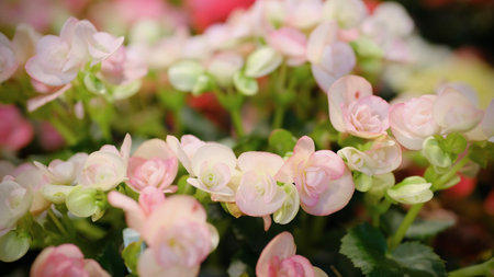 Begonia flowers blooming in the garden, soft focus background.の写真素材