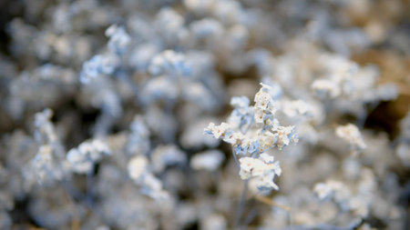 close-up of small white flowers on a blurred background, macroの写真素材