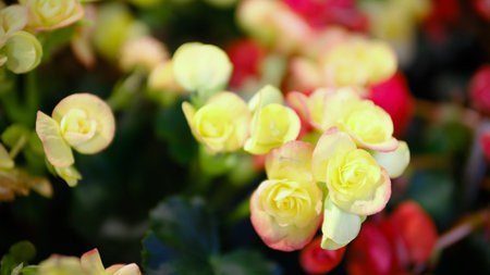 Begonia flowers blooming in the garden, soft focus background.の写真素材