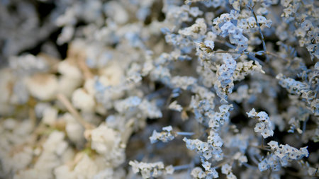 close up of a bouquet of white and blue lavender flowersの写真素材