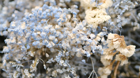 Dried flowers in the winter forest close-up. Natural background.の写真素材