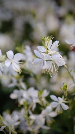 White flowers in the garden, selective focus, shallow DOF.の写真素材