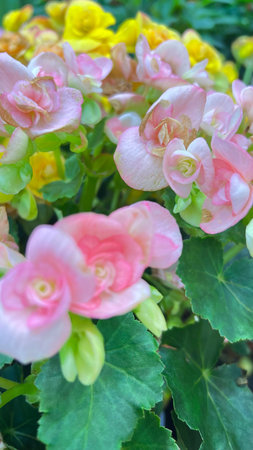 Begonia flowers blooming in the garden, soft focus background.の写真素材
